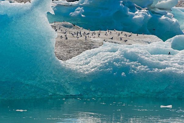 Su, Keren 아티스트의 Birds on icebergs in Jokulsarlon Glacial Lagoon-Iceland작품입니다.